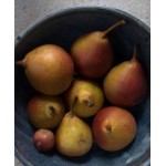 Саженец груши "Бере летняя" Саженец груши "Бере летняя"