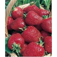 Рассада клубники "Венди" Рассада клубники "Венди"