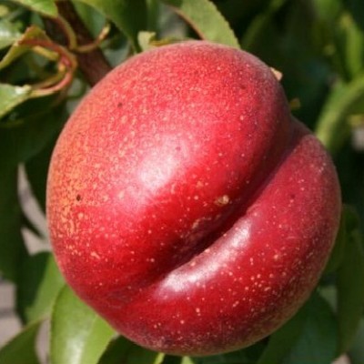 Саженец нектарина "Сан Глоу" Саженец нектарина "Сан Глоу"